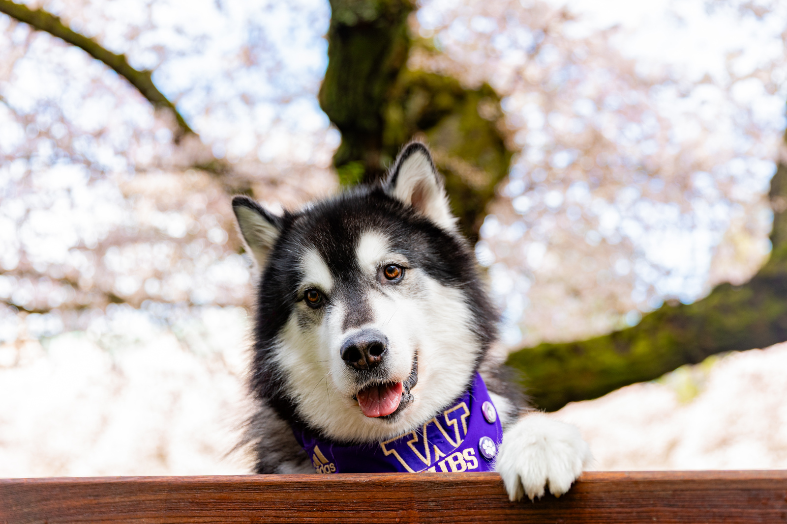 Dubs on a bench with cherry blossoms in the background