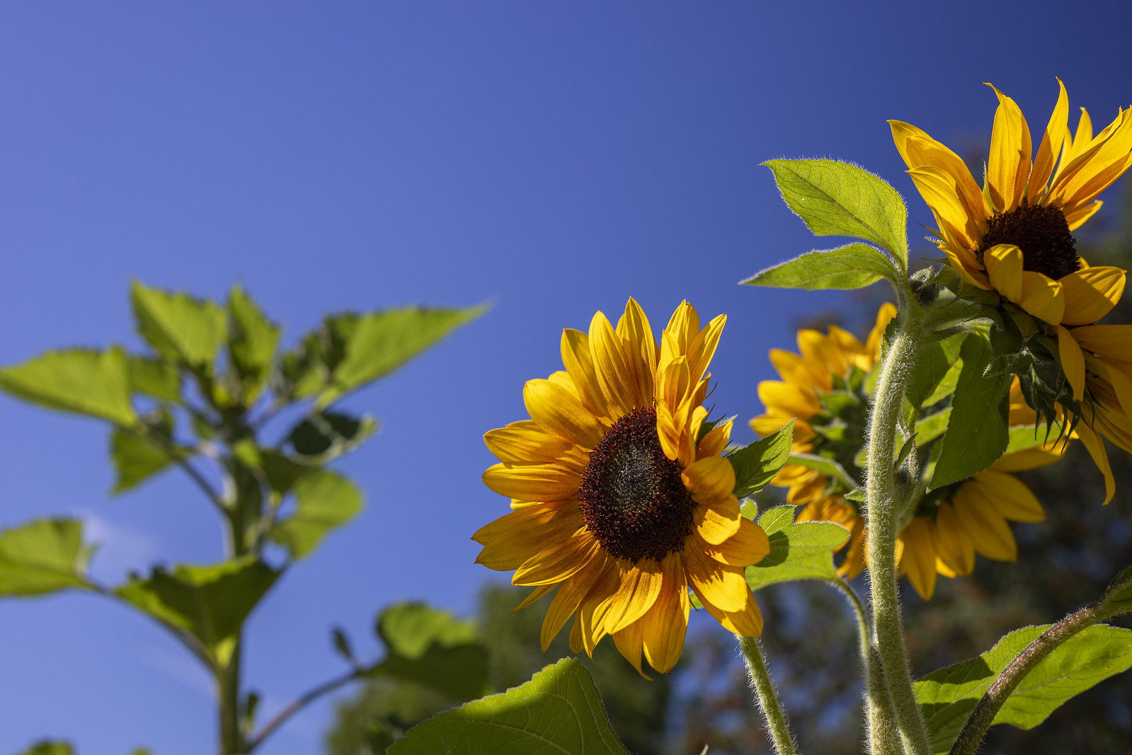 Sunflowers in a field