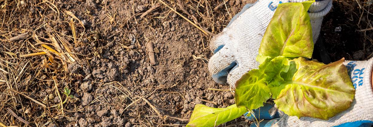 A pair of hands working on a plant in the soil.