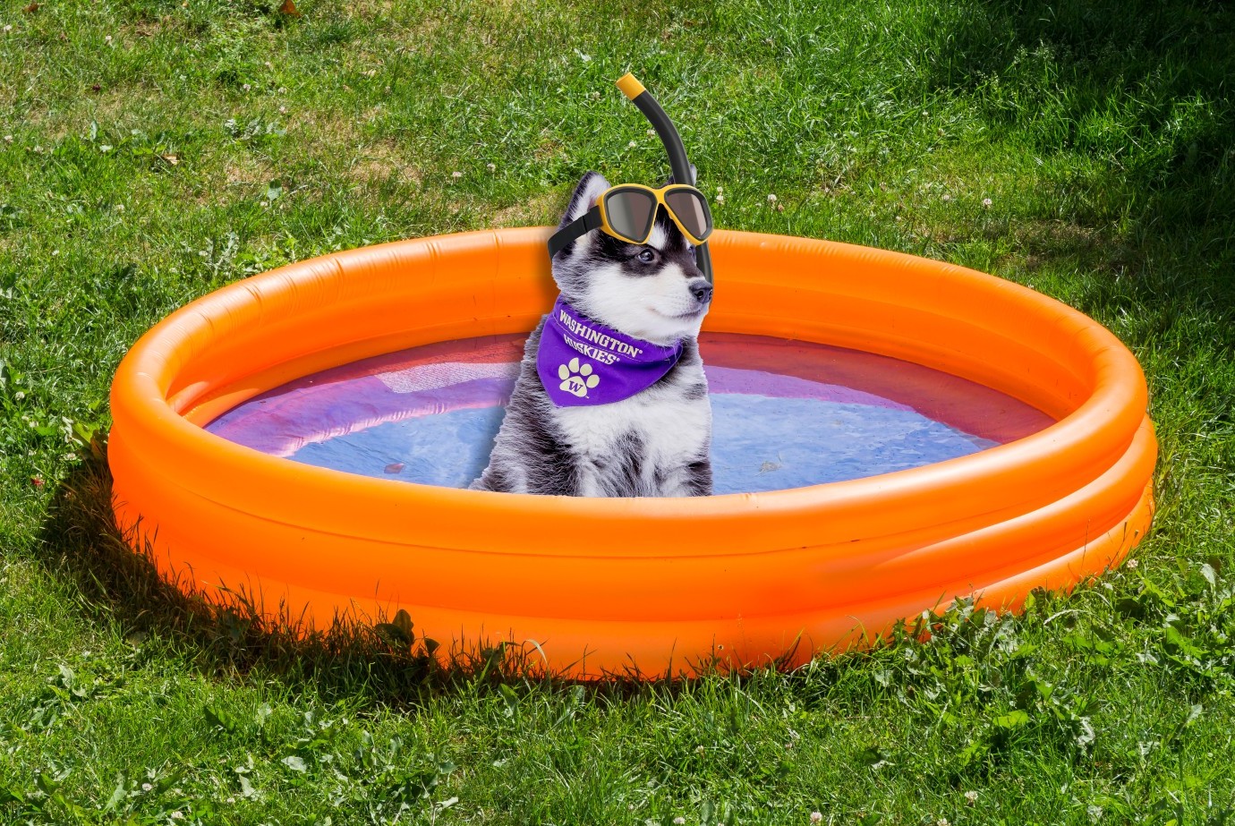 Dubs in a kiddie pool