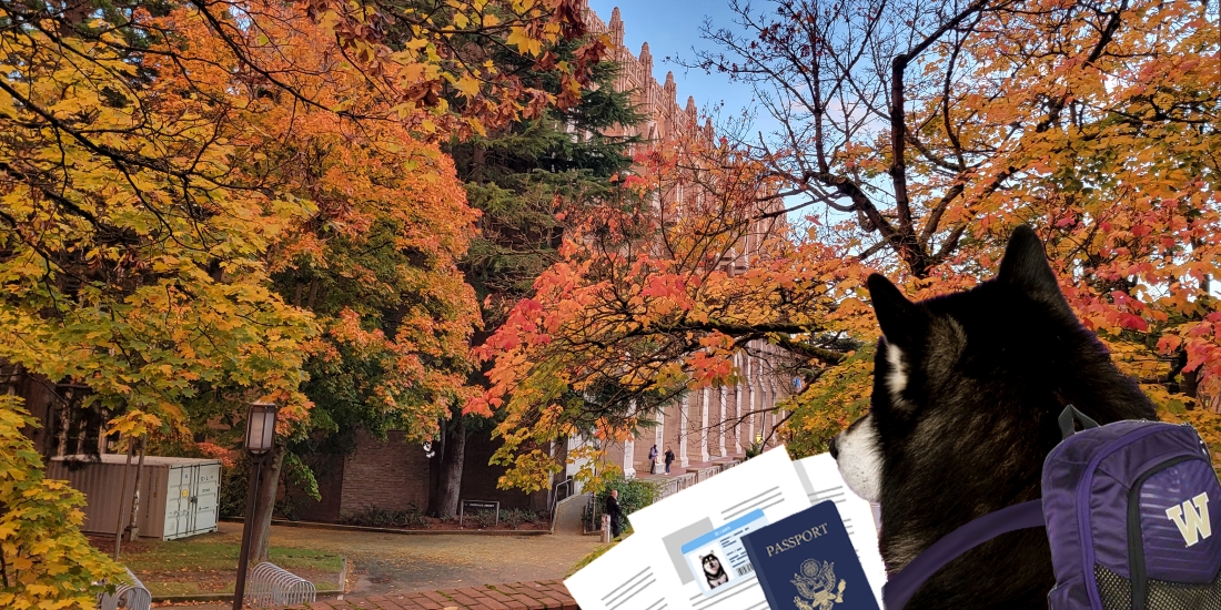Dubs with I-9 documents and a backpack walking on UW campus during autumn quarter