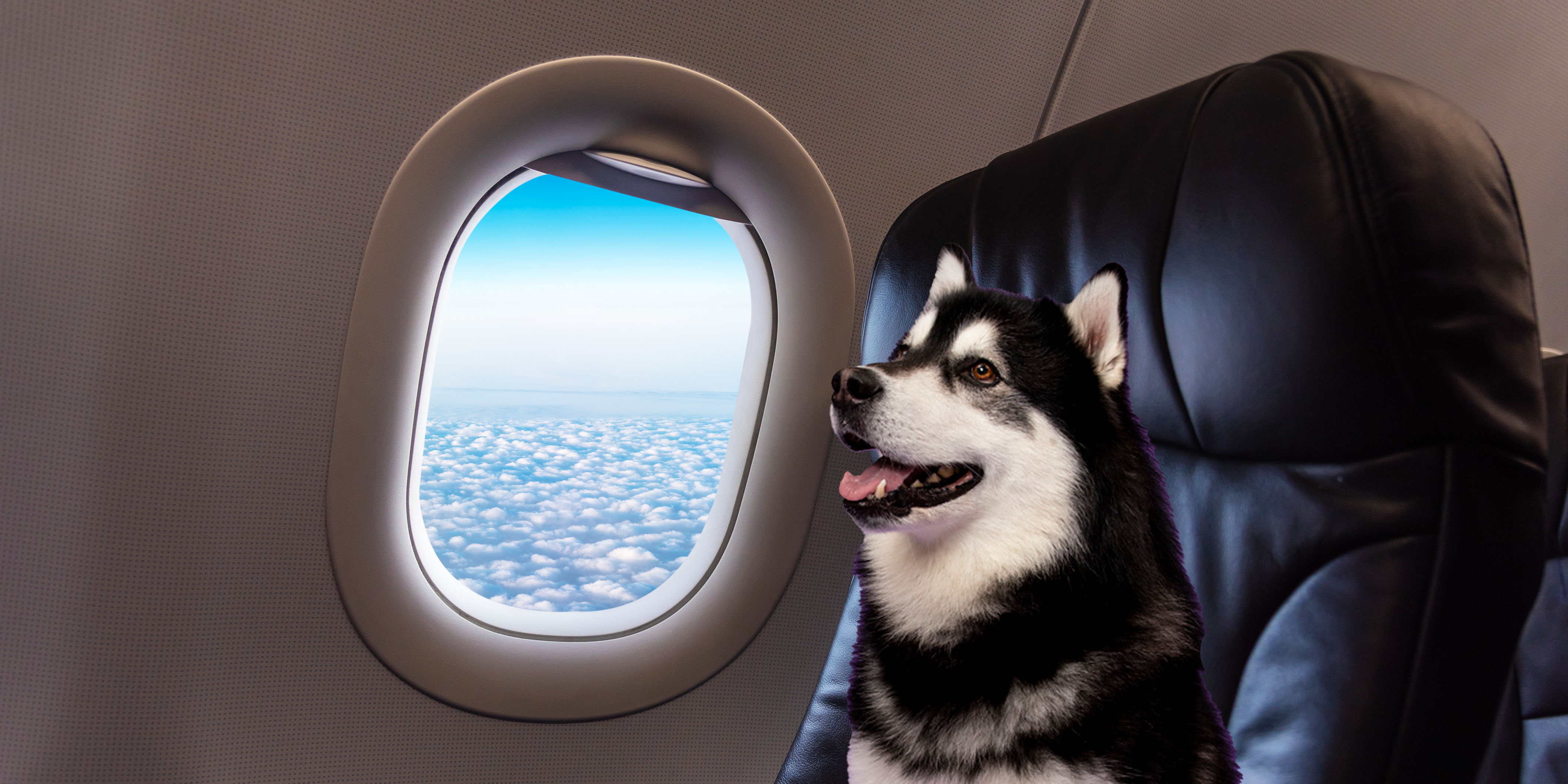 Dubs sitting in an airplane while staring out the window