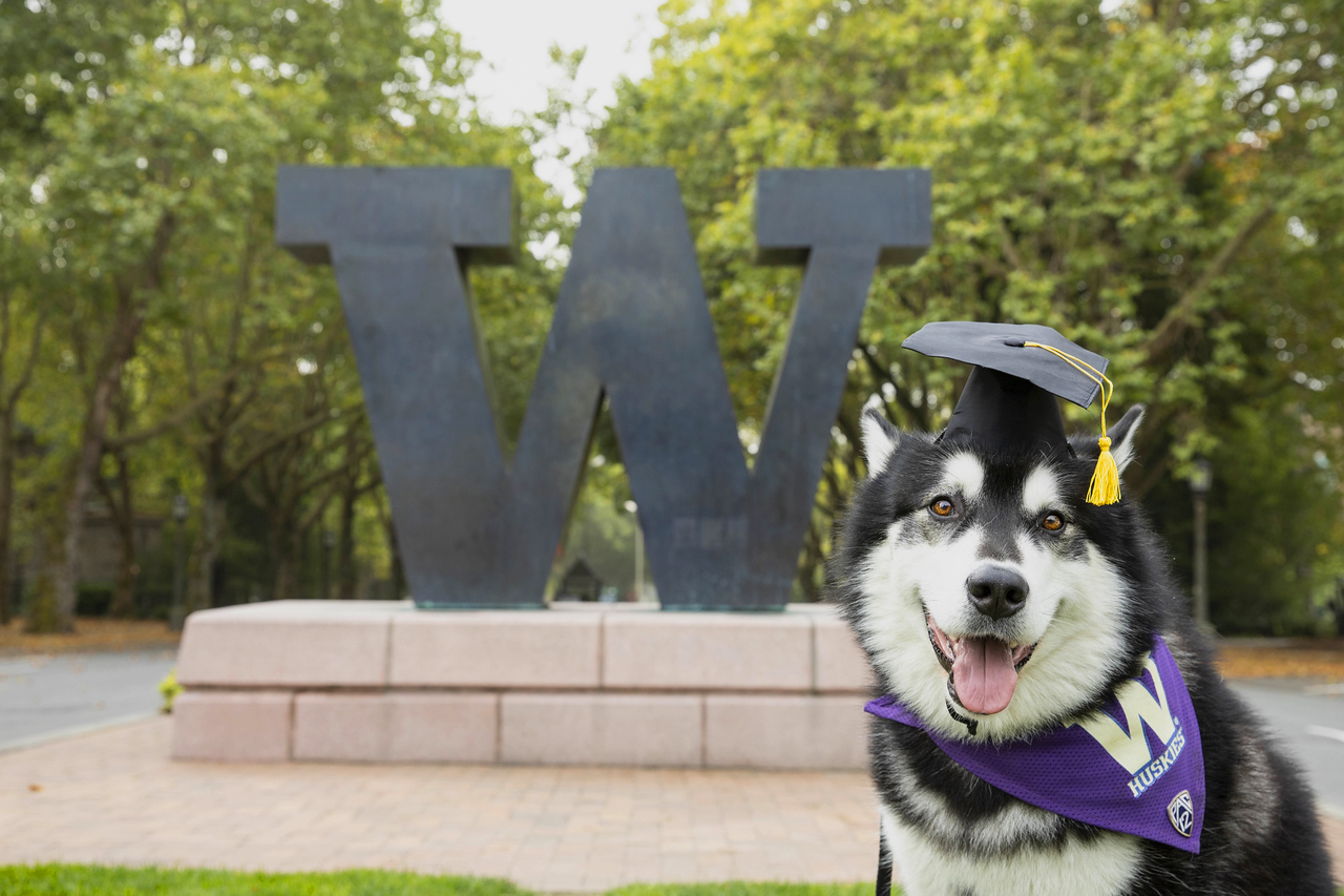 Dubs wearing a graduation cap in front of the W status on UW campus.