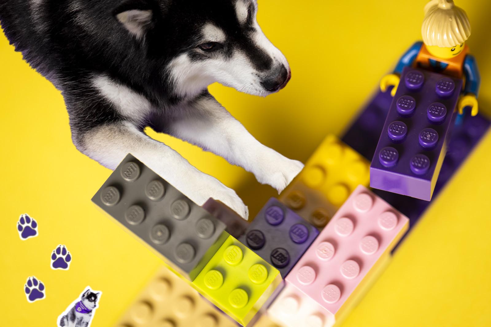 Dubs the Husky playing with Lego pieces.