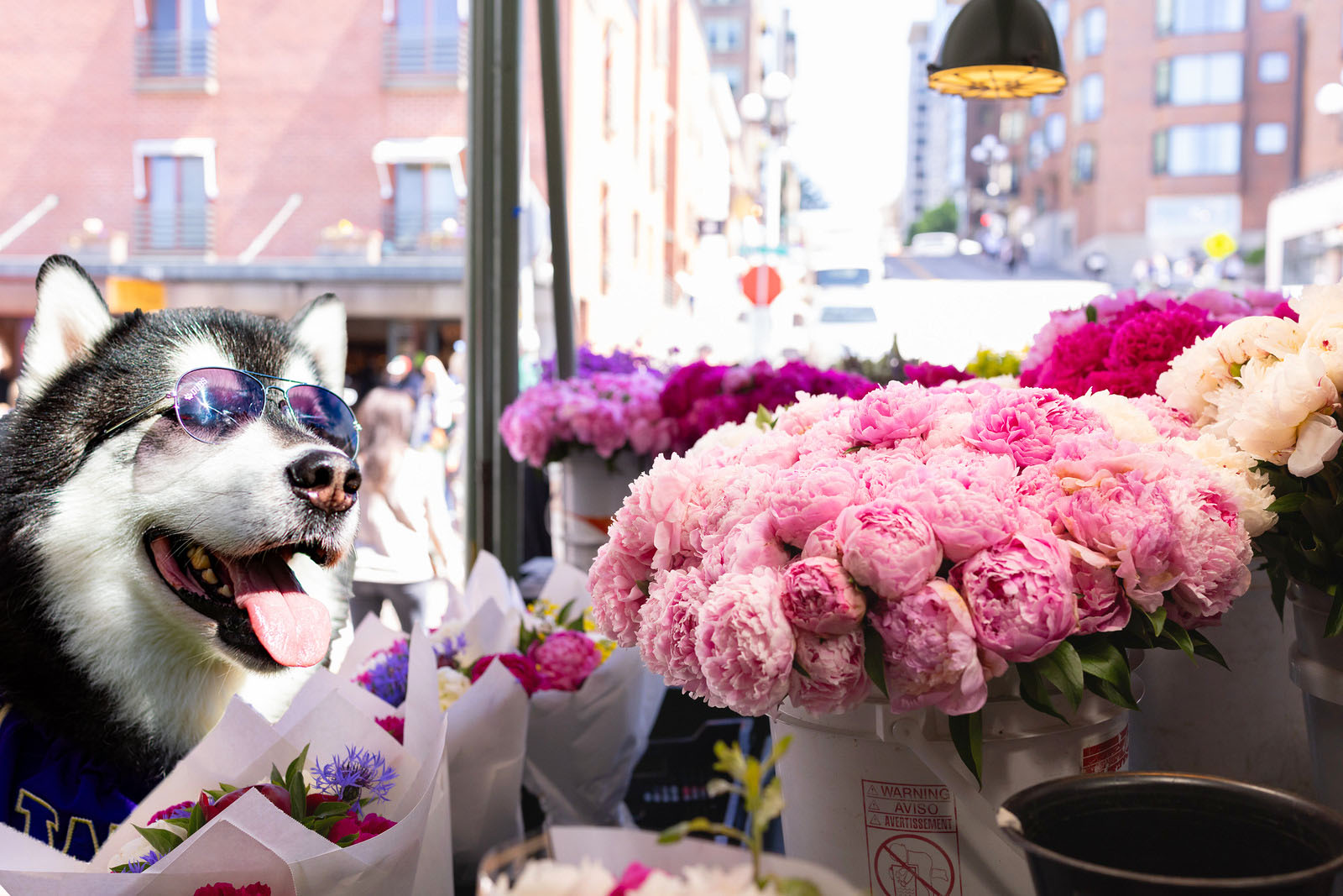 Dubs in Downtown Seattle looking at flowers in a shop