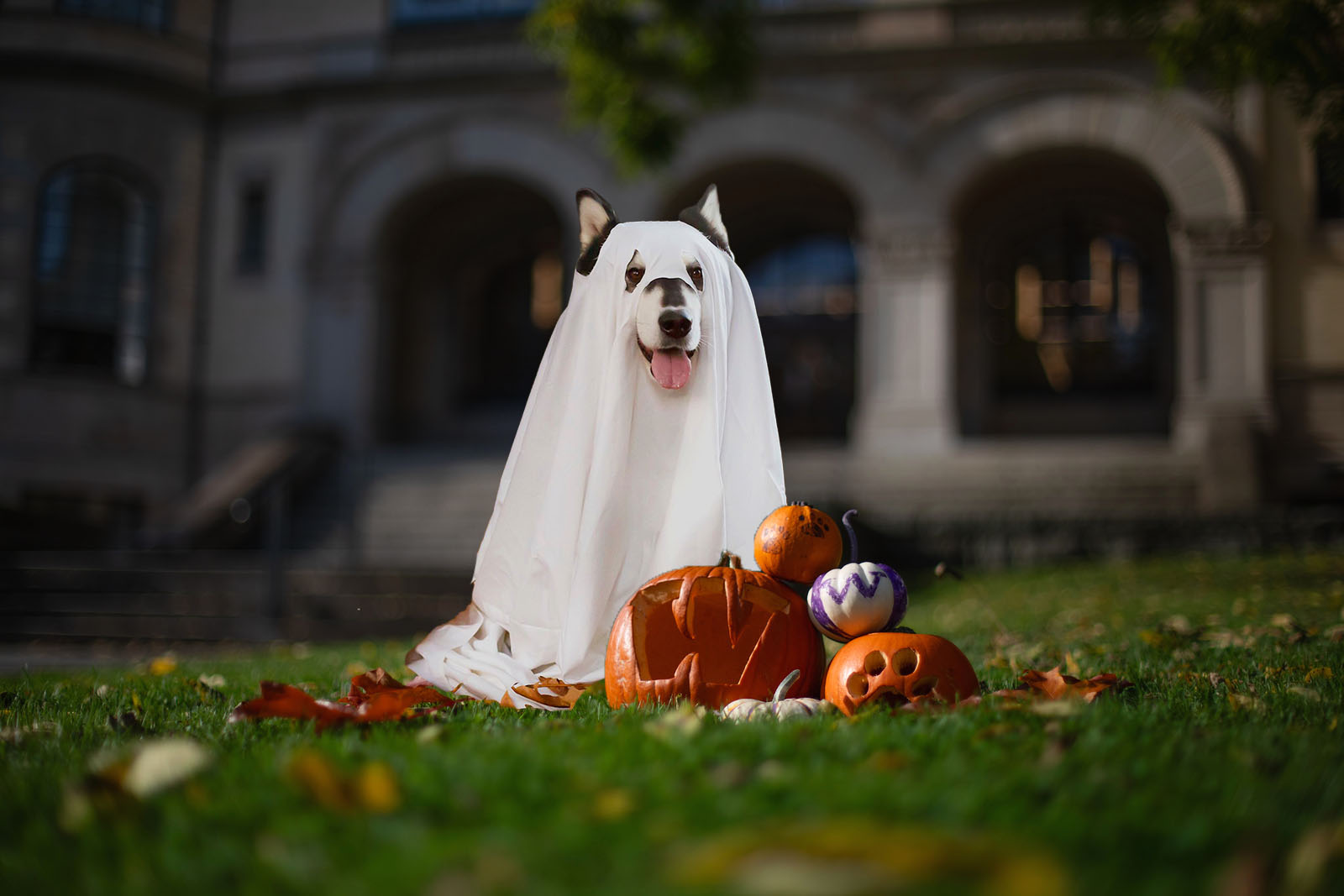 Dubs the Husky in a ghost costume while standing in front of UW-branded pumpkins