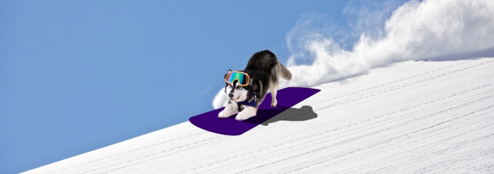 Dubs sledding down a snowy hill