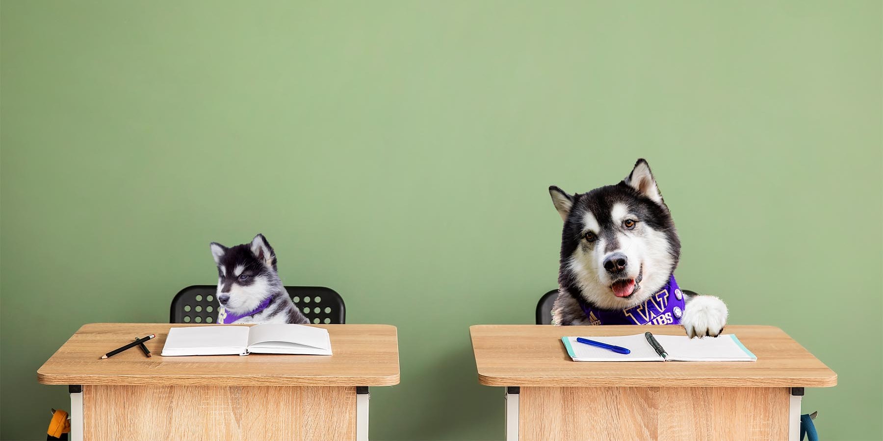 Dubs the Husky and a younger Dubs sitting at desks with notebooks and pencils in front of them