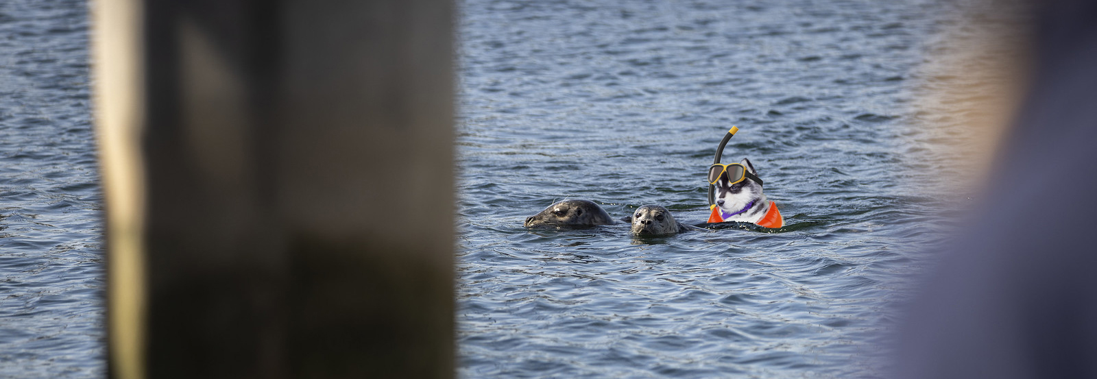 Dubs snorkeling in the ocean with harbor seals